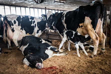 In a pen of sick cows, a Holstein mother has recently died. Other mothers nurse their newborns before they are separated.