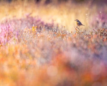 Owler Tor, Peak District, UK ‘A stonechat perches amongst the heather and bilberry in the early morning sun.’