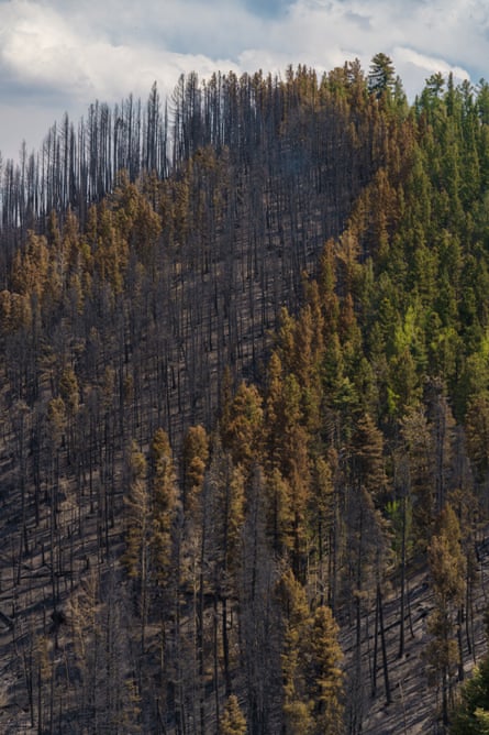 A forested hillside has half the trees burned and scorched.