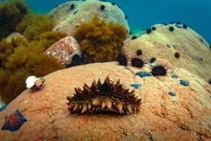 A Japanese spiky sea cucumber on a rock in Peter the Great Gulf, Sea of Japan.