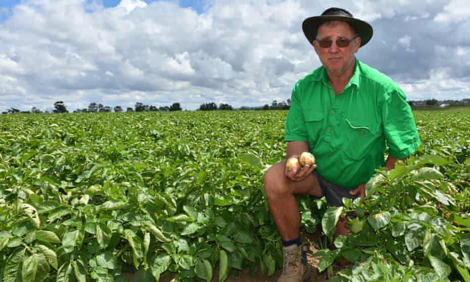 Vegetable farmer Stephen Osborn in his field of potatoes at Pitnacree in the Hunter Valley