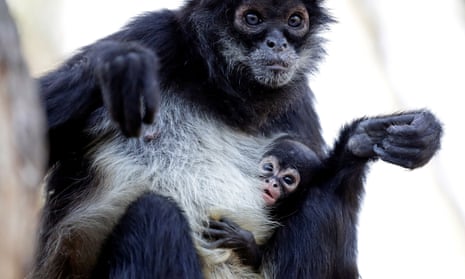 A spider monkey and baby