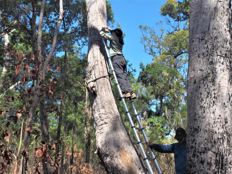 Shannon Bredeson from Terrain NRM sets up a tree camera on Hinchinbrook Island to try to catch a glimpse of a mahogany glider.
