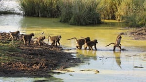A group of baboons cross a river in Marakele national park, South Africa