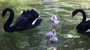 Cisnes negros cuidam de cygnets recém-nascidos