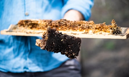 ‘If you treat them nicely, they tend to be very tolerant of us,’ says beekeeper Adrian Iodice.