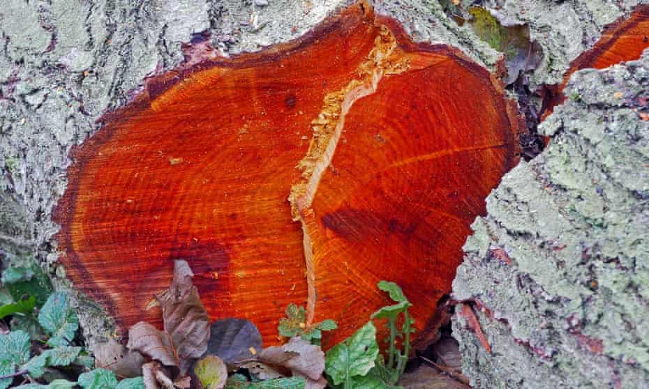 Freshly cut alder timber turns bright red, before fading to orange and then brown