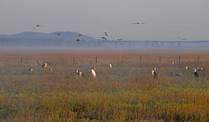 Garças-reais e garças-reais