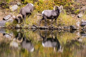 Carneiros selvagens curtindo um lindo dia de outono em Waterton Canyon, Colorado, EUA