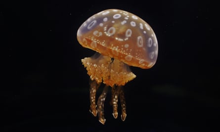 Jellyfish … sustainable food source.