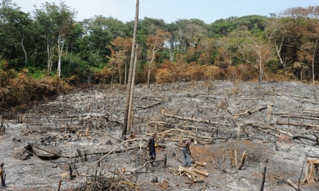 Illegal logging of rainforest in Sierra Leone during 2012.