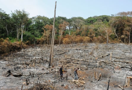 Illegal rainforest logging in Western Area, Sierra Leone