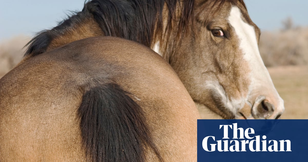 The Debate on Horse Manure: More Than Just Muck