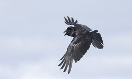 The common raven