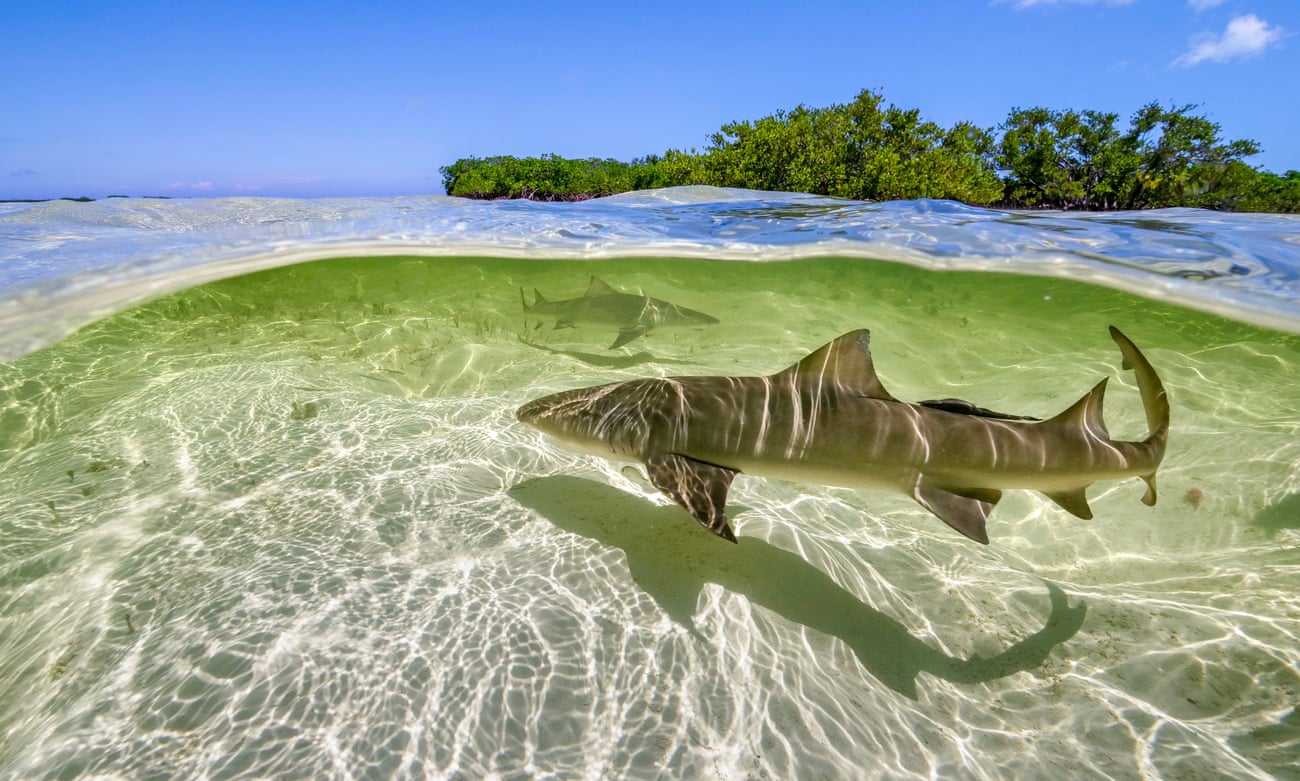 Lemon sharks swim in the shallow waters by the mangrove forests of Bimini, the Bahamas, in A Perfect Planet.