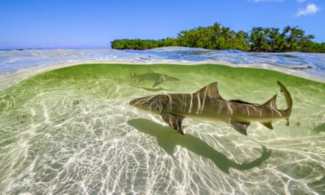 Lemon sharks swim in the shallow waters by the mangrove forests of Bimini, the Bahamas, in A Perfect Planet.