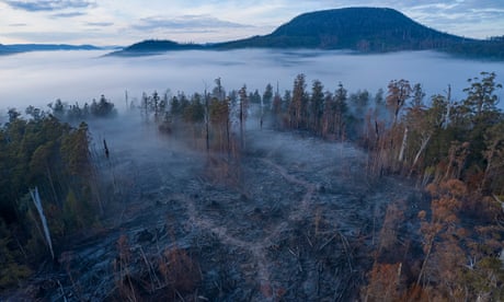 Former Swift parrot habitat, southern forests, Tasmania