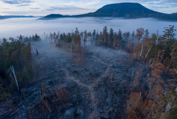 Former Swift parrot habitat, southern forests, Tasmania