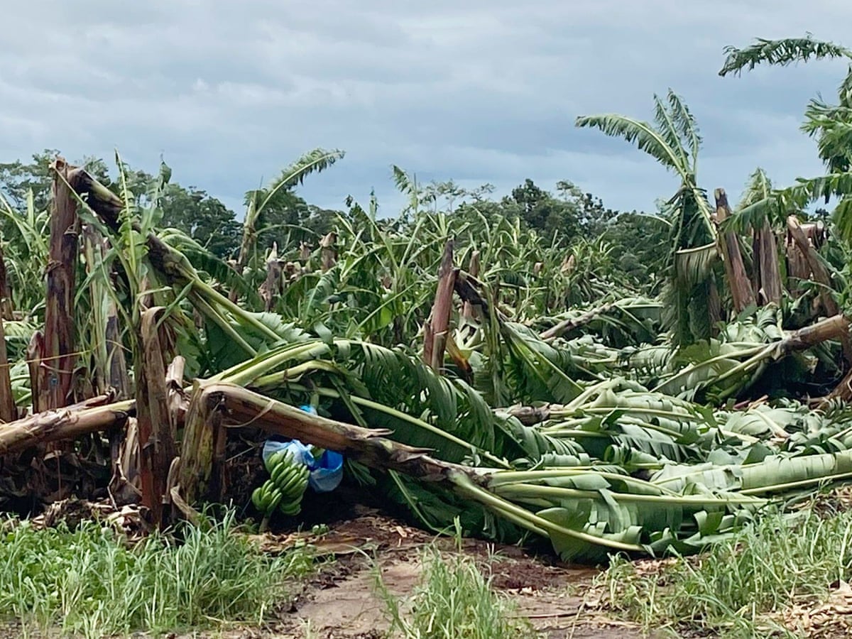 Cyclone Niran Wipes Out Banana Crops In Far North Queensland Australia Weather The Guardian