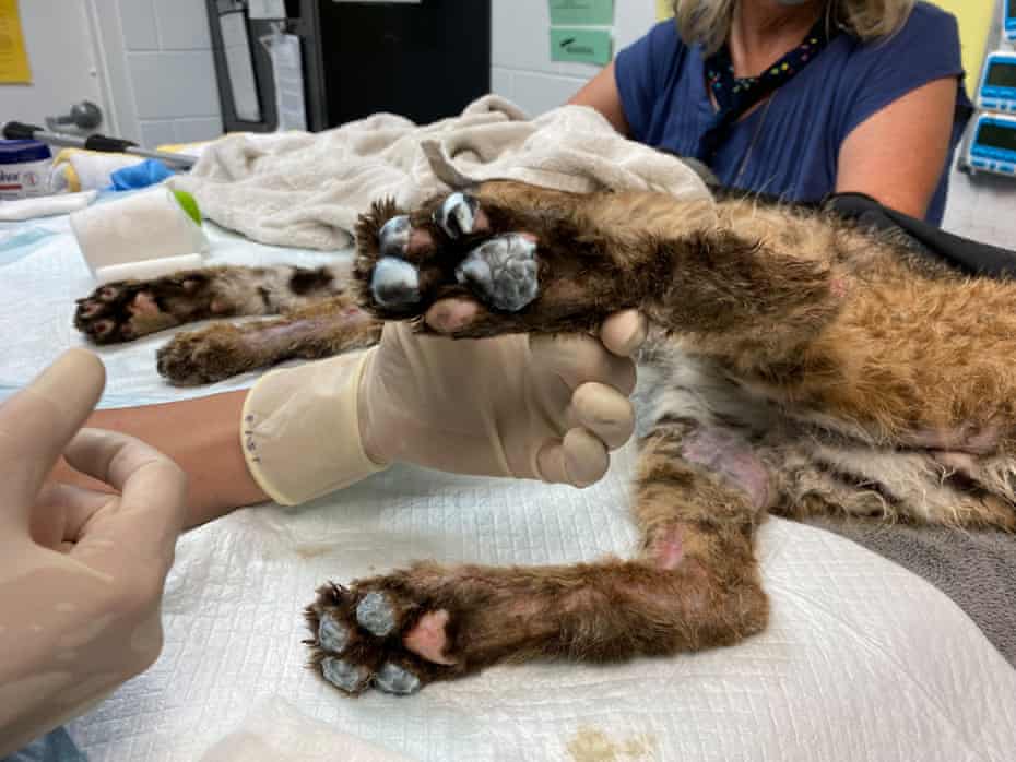 Vets place tilapia skin bandages on a bobcat's burned paws.