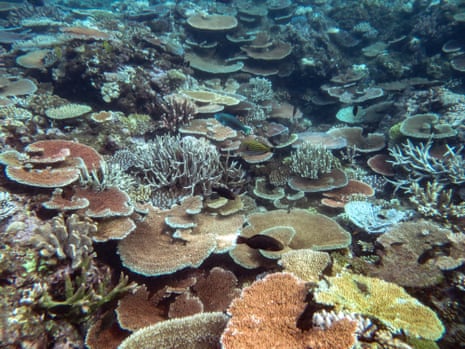 Record coral cover on parts of Great Barrier Reef, but global heating ...