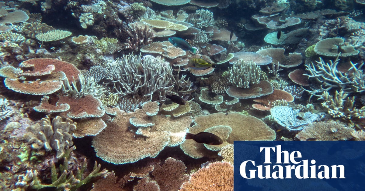 Record coral cover on parts of Great Barrier Reef at risk from global heating, scientists warn