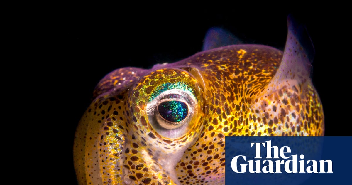 Australian Geographic nature photographer of the year 2025 in pictures