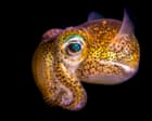 Australian Geographic nature photographer of the year 2025 winners – in pictures