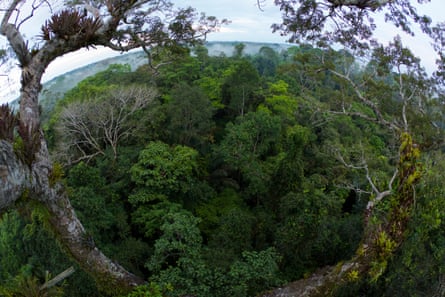 Uma vista curva de uma floresta tropical exuberante e enevoada
