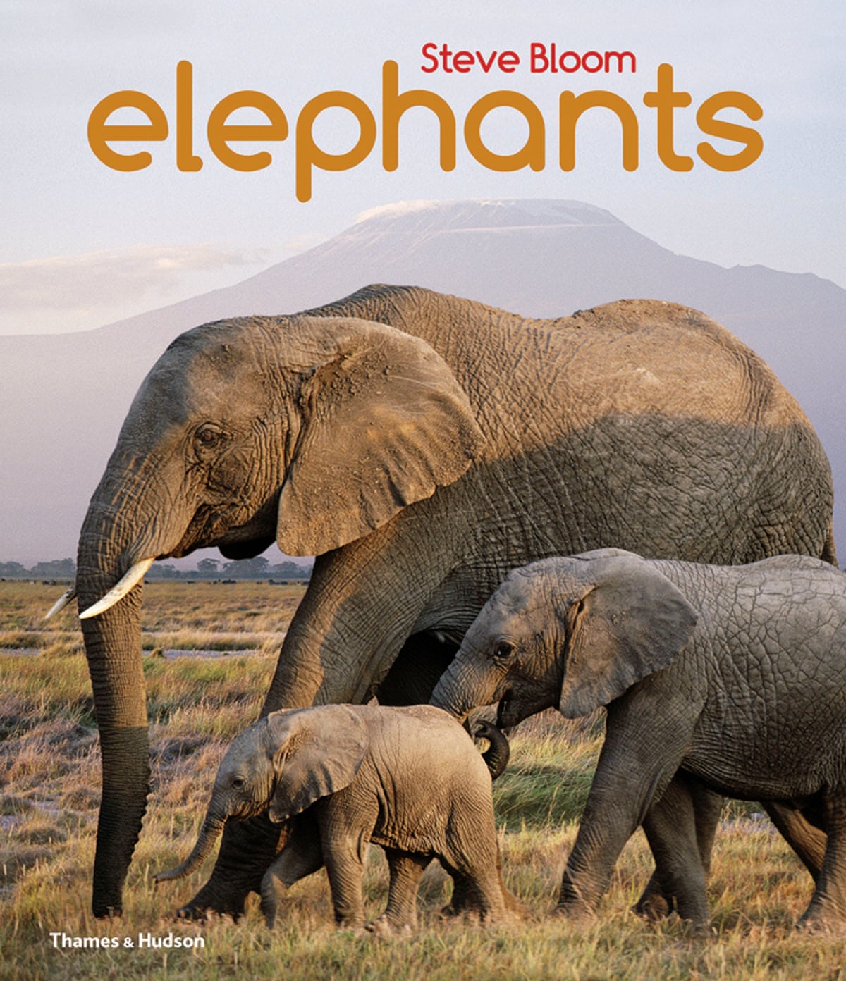 Elephants By Steve Bloom In Pictures Children S Books