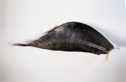 Hope the blue whale’s baleen plate