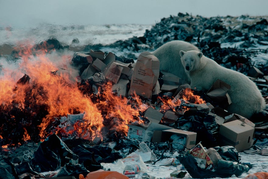 A polar bear digging in a garbage dump in northern Canada.