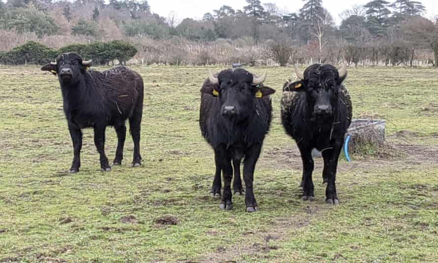 Cattle at Somerleyton, Suffolk, UK