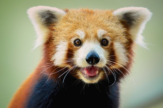 Close up of red panda face