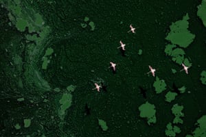 Lesser flamingos flying over water