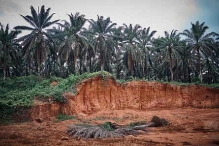 Palm oil plantations