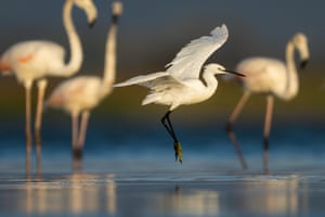 A white egret about to land in the water in front of three flamingoes that are out of focus behind it
