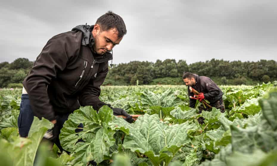 Seasonal workers from Romania harvesting a crop at a farm in Rothwell, near Leeds, last August.