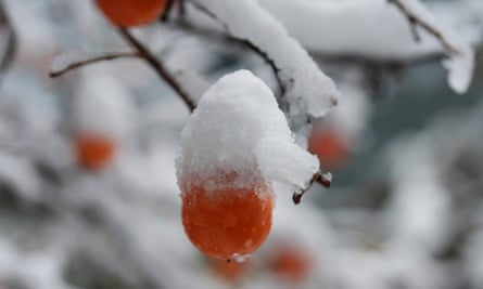 Snow-covered persimmons in Seoul