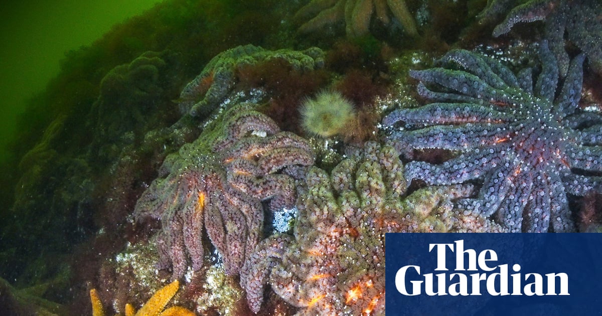 Scientists identify bacterium behind devastating wasting disease in starfish
