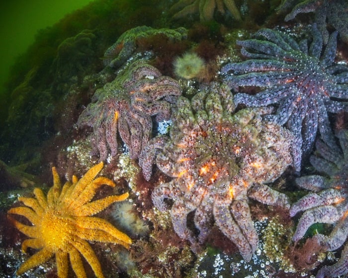 Scientists identify bacterium behind devastating wasting disease in starfish