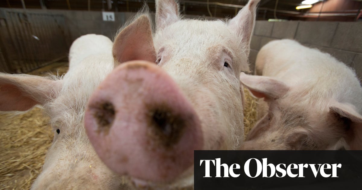 Letters: gene editing will just perpetuate disastrous factory farming