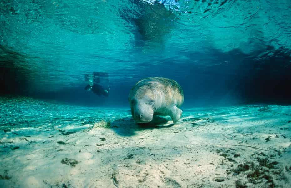 The habitat of the gentle sea cow has been ravaged by coastal development.