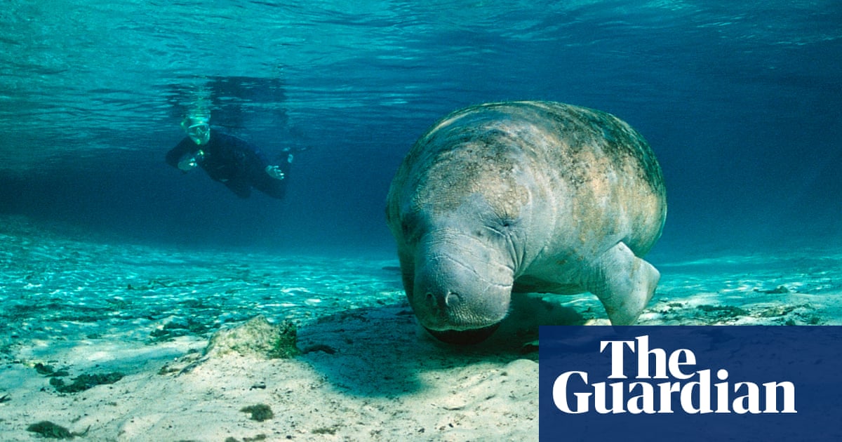 Decimated by famine, Florida’s manatees face an uncertain future