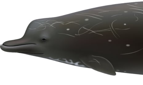 An illustration of the new whale species provided by the Southwest Fisheries Science Center in San Diego