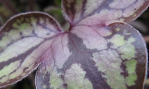 Hepatica nobilis var pyrenaica ‘Stained glass’