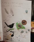 Mabel’s drawing of blackbird and nest.