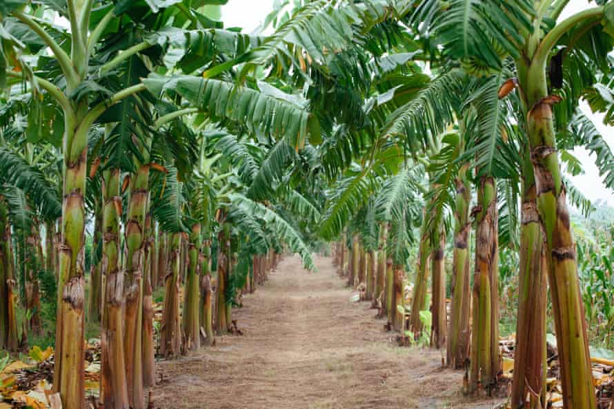 Uma plantação de banana no Vietnã.