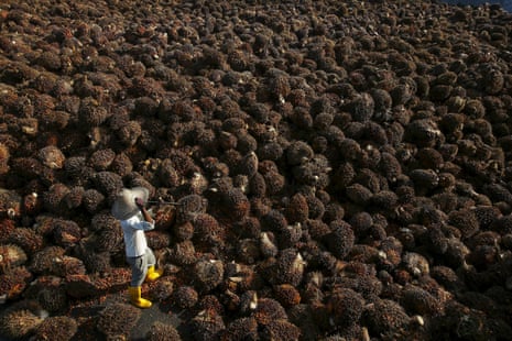 A worker collects palm oil fruit inside a factory in Sepang, outside Kuala Lumpur, Malaysia