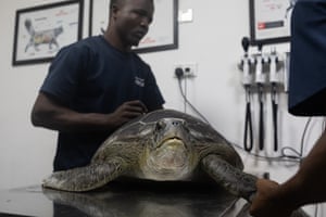 Staff from Greenfingers Wildlife Conservation Initiative prepare to tag two Green Sea Turtles in Lagos, Nigeria. The turtles were rescued from poachers and will be released back to the ocean